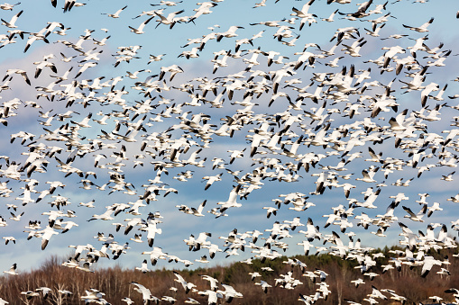 Birds over Snettisham nature reserve.  Greylag geese flying.