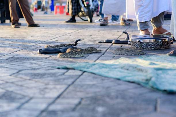 istock Snake Cobra in Jamaa el Fna, Marrakech, Morocco. 1072704368