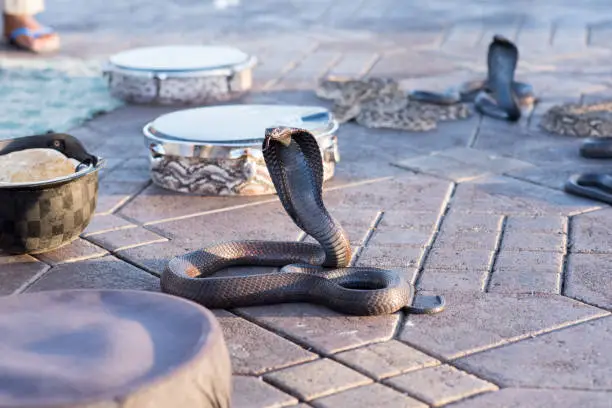 Photo of Snake Cobra in Jamaa el Fna, Marrakech, Morocco.