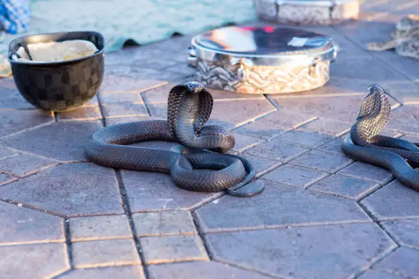 Photo of Snake Cobra in Jamaa el Fna, Marrakech, Morocco.