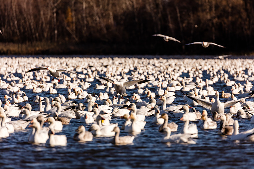 Snow geese gathering on mass preparing for the great fall migration, Victoriaville, Quebec, Canada.
