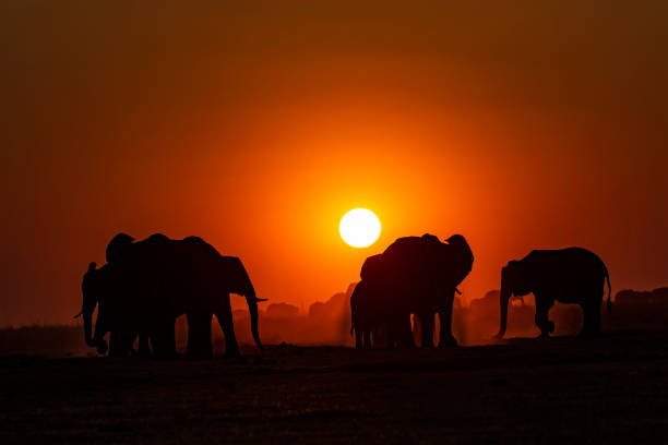 istock Herd of Elephants at sunset, Chobe, Botswana, Africa 1072711708