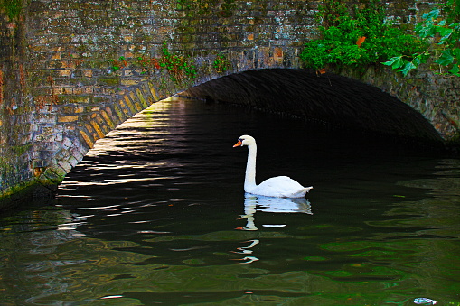 Swan floating on water channel at sunrise – Bruges medieval old town - Belgium