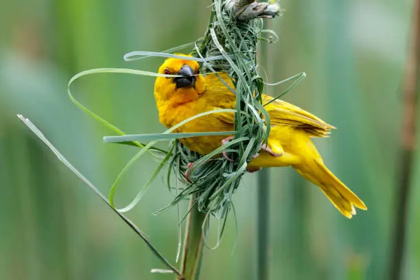 Yellow weaver building a nest in a small lake near Mkuze in South Africa