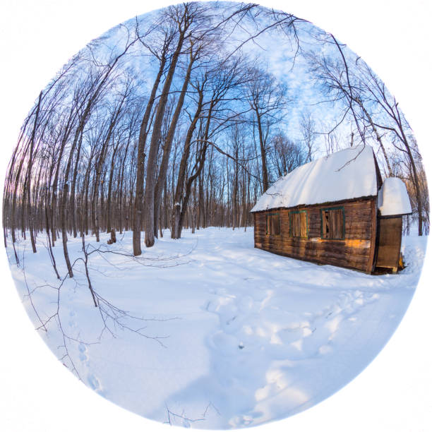 azúcar cabaña en un bosque boreal. - syrup maple tree cabin snow fotografías e imágenes de stock