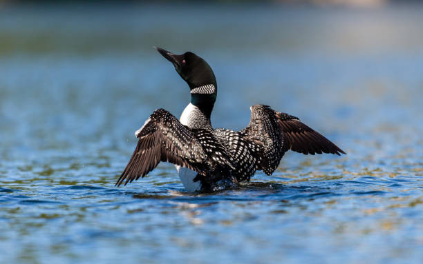 istock Common loon in a lake in northern Quebec Canada. 1072724546