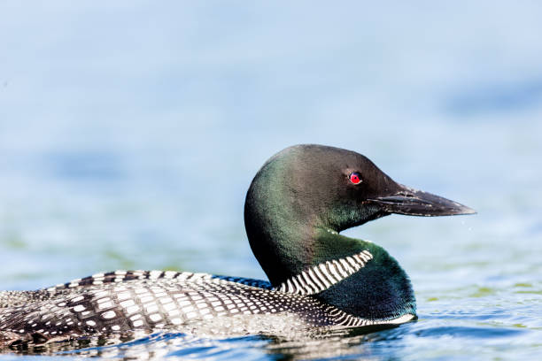istock Common loon in a lake in northern Quebec Canada. 1072726066