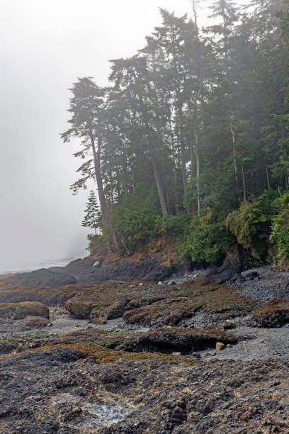 istock Fog and Mist at Low Tide on the coast 1072728516