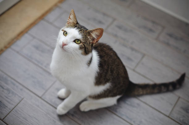 istock White and striped cat photographed from above. 1072730638