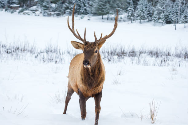 istock Elk in a snow landscape. 1072734730