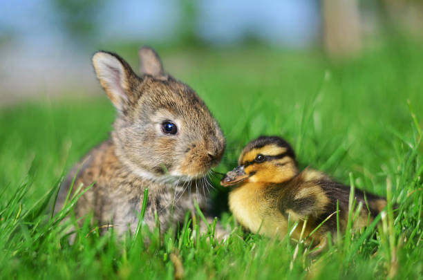 Photo of Rabbit bunny and duckling