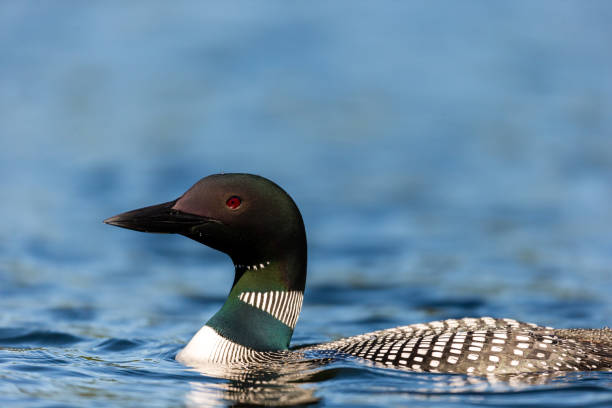 istock Common loon in a lake in northern Quebec Canada. 1072740902