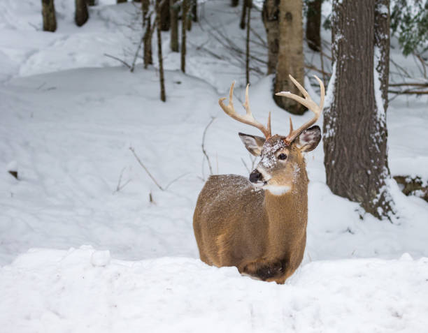 istock Elk in a snow landscape. 1072744922