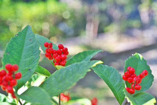 istock Chloranthus glaber Makino 1072747144