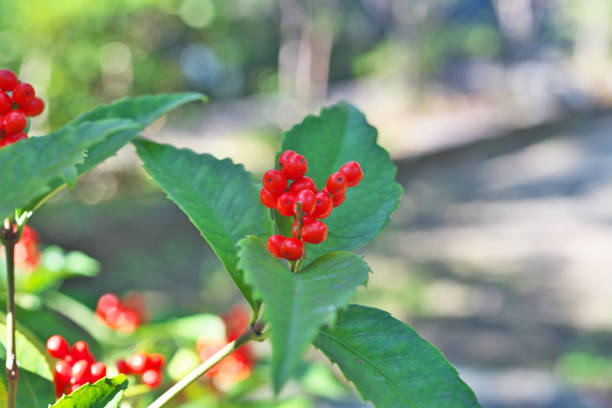 istock Chloranthus glaber Makino 1072747164