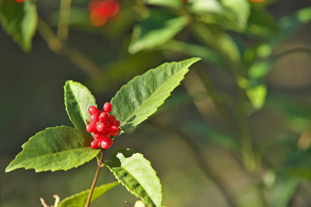 istock Chloranthus glaber Makino 1072747322