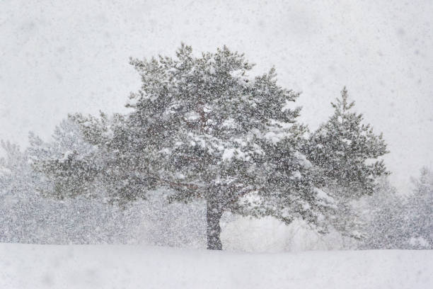 istock Heavy snowfall on pine trees in field 1072747826