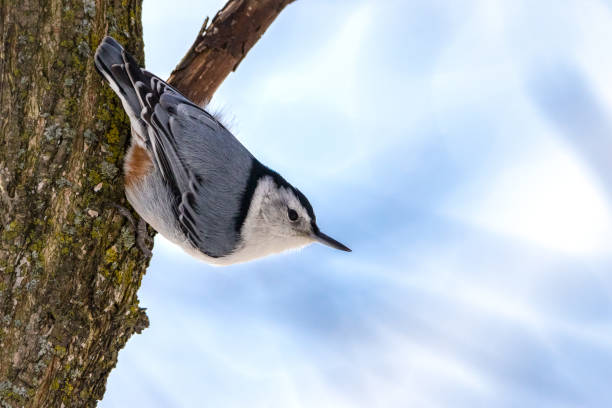 istock Extreme close-up of cute little Nuthatch bird 1072747832
