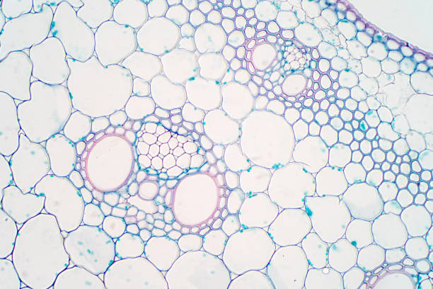 istock Cross sections of plant stem under microscope view for education plant physiology. 1072751636