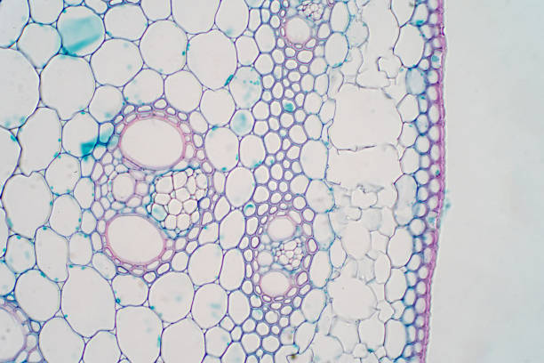 istock Cross sections of plant stem under microscope view for education plant physiology. 1072751640