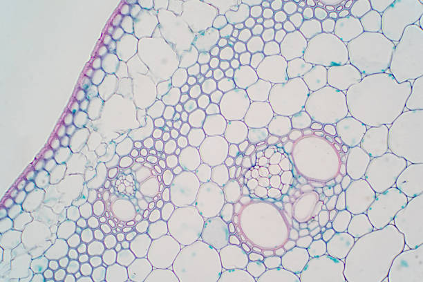 istock Cross sections of plant stem under microscope view for education plant physiology. 1072751648