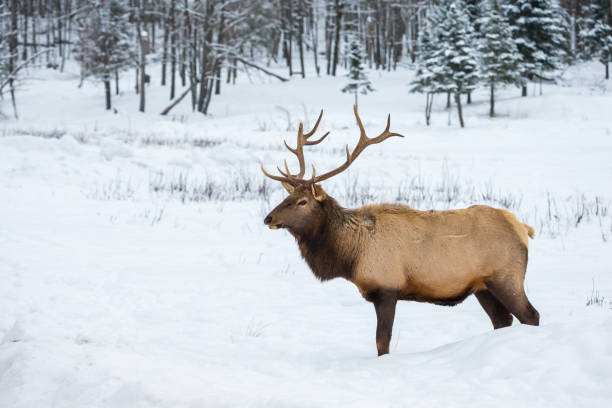 Elk in a snow landscape. American or Canadian Elk shot in early winter in deep snow north Quebec Canada. bugling photos stock pictures, royalty-free photos & images