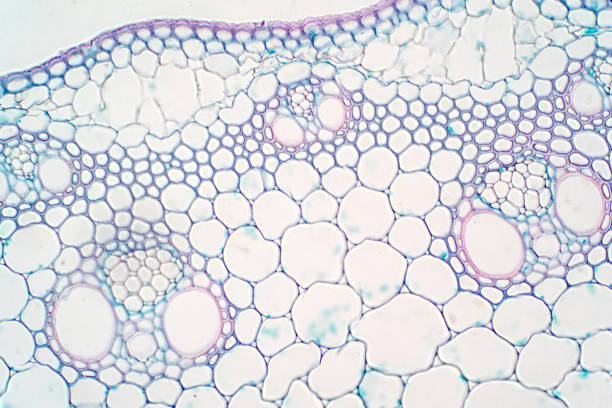 istock Cross sections of plant stem under microscope view for education plant physiology. 1072751750