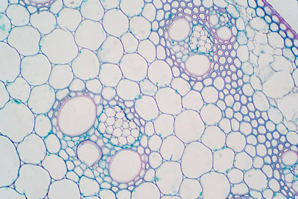 istock Cross sections of plant stem under microscope view for education plant physiology. 1072751782