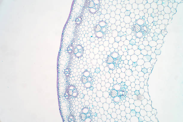 istock Cross sections of plant stem under microscope view for education plant physiology. 1072751806