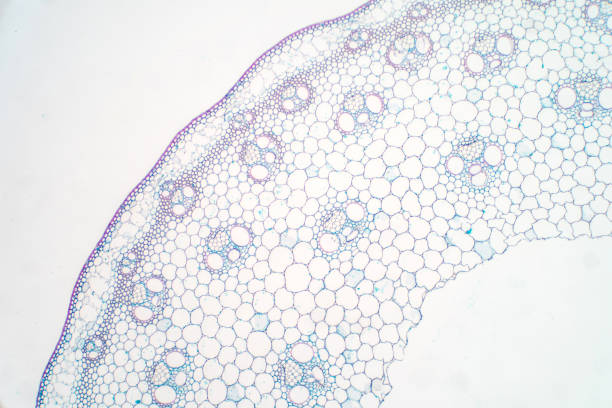 istock Cross sections of plant stem under microscope view for education plant physiology. 1072751812