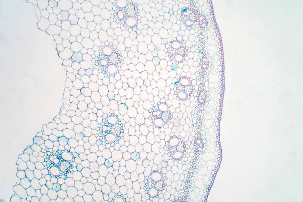 istock Cross sections of plant stem under microscope view for education plant physiology. 1072751816