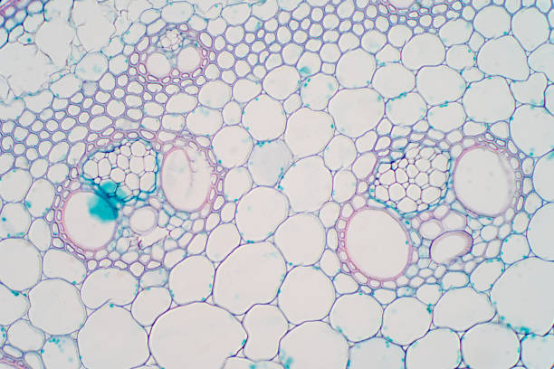 istock Cross sections of plant stem under microscope view for education plant physiology. 1072751826