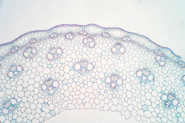 istock Cross sections of plant stem under microscope view for education plant physiology. 1072751828