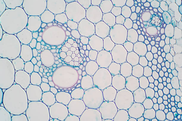 istock Cross sections of plant stem under microscope view for education plant physiology. 1072751832