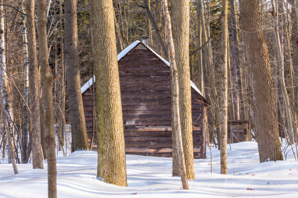 azúcar cabaña en un bosque boreal. - syrup maple tree cabin snow fotografías e imágenes de stock