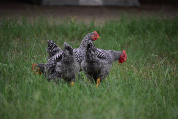 gallo que van gratis blanco y negro - barred plymouth rock chicken fotografías e imágenes de stock