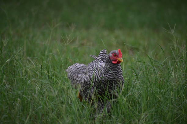 gallo que van gratis blanco y negro - barred plymouth rock chicken fotografías e imágenes de stock