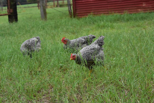 gallo que van gratis blanco y negro - barred plymouth rock chicken fotografías e imágenes de stock