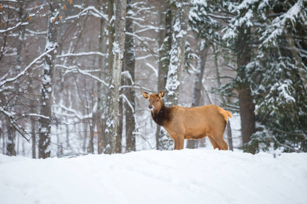 istock Elk in a snow landscape. 1072758916