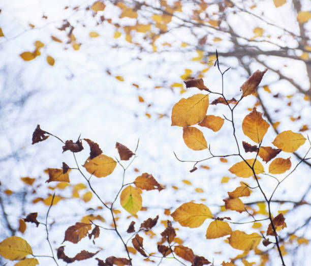 istock Autumnal leaves 1072761578