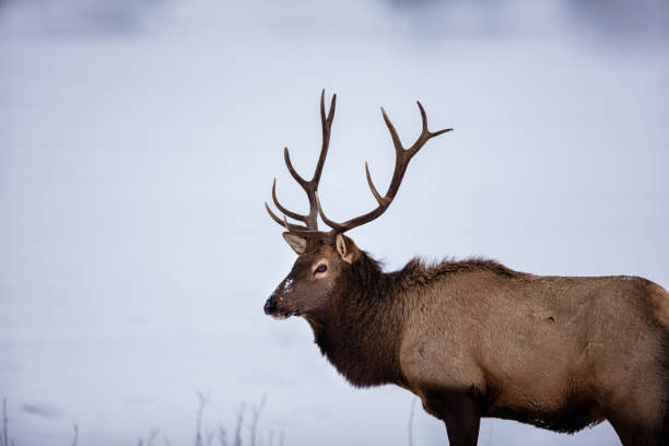 istock Elk in a snow landscape. 1072764152