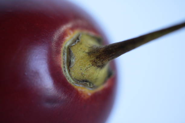 Part of a tamarillo.