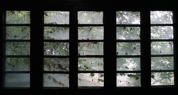 Wooden window frame with fogged glass with trees and vines background.