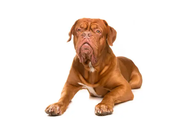 French Mastiff dog lying in front of a white background