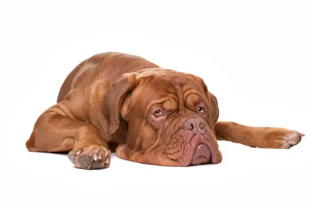 French Mastiff dog lying in front of a white background