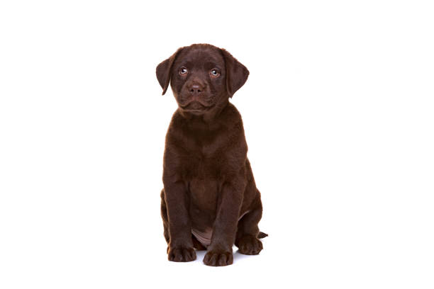 istock chocolate labrador puppy 1072767744