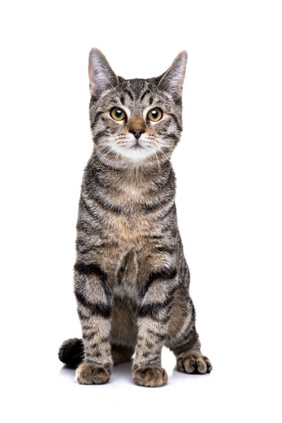 istock European short haired cat 1072768066