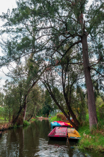 istock Mexican trajineras in Xochimilco's lake 1072768080