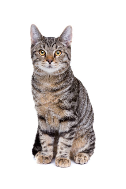 istock European short haired cat 1072769152