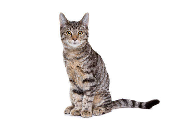 European short haired cat European short haired cat in front of a white background carnivorous photos stock pictures, royalty-free photos & images